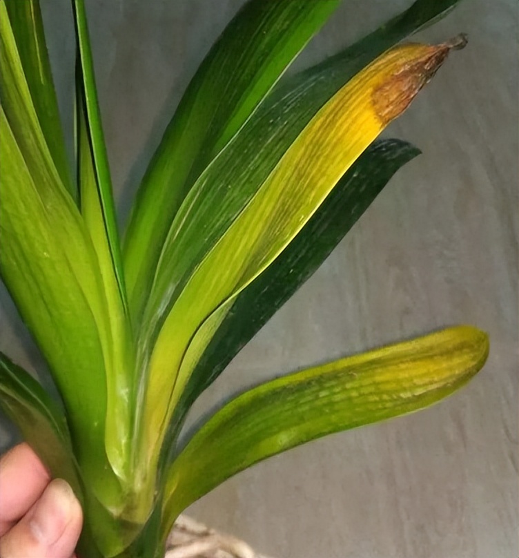 君子兰夏天怎么养才能更旺盛一些,君子兰夏季怎么养才能更旺盛