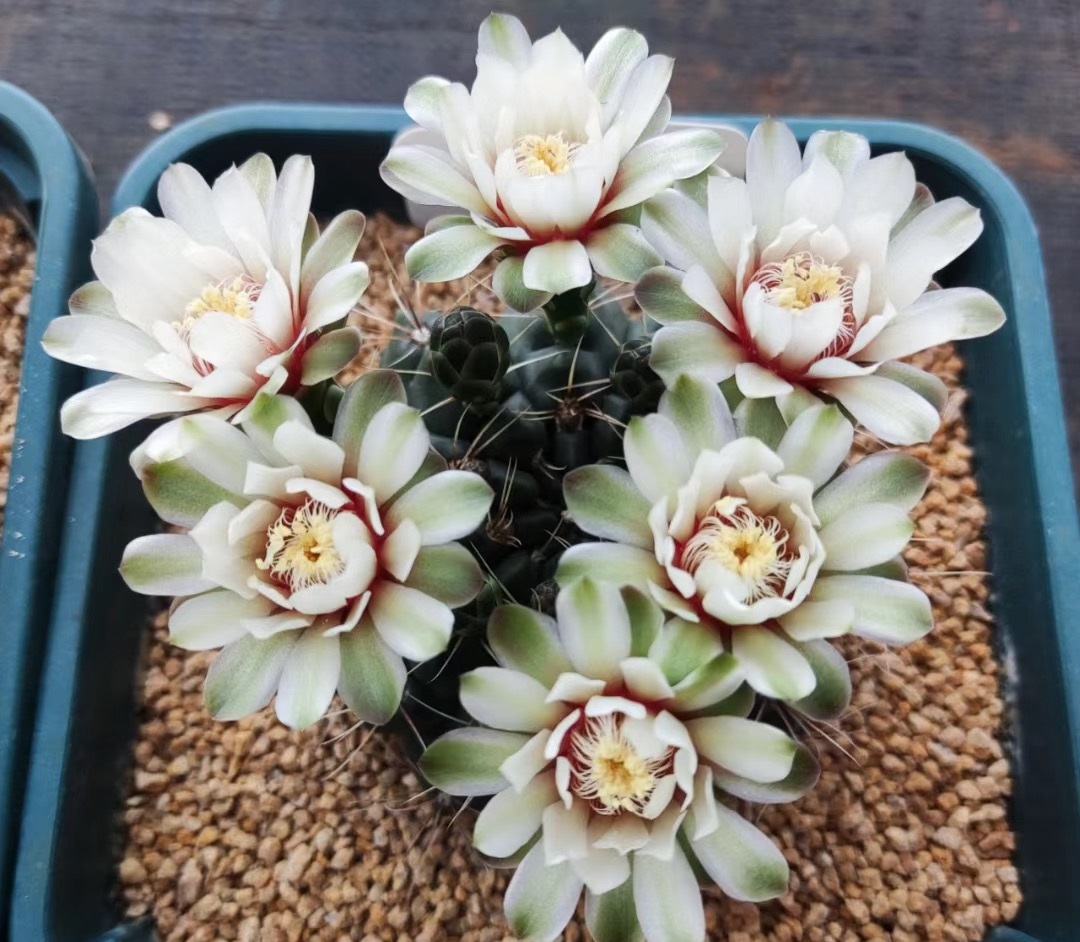 开花勤的仙人球排名,十大最好养的仙人球