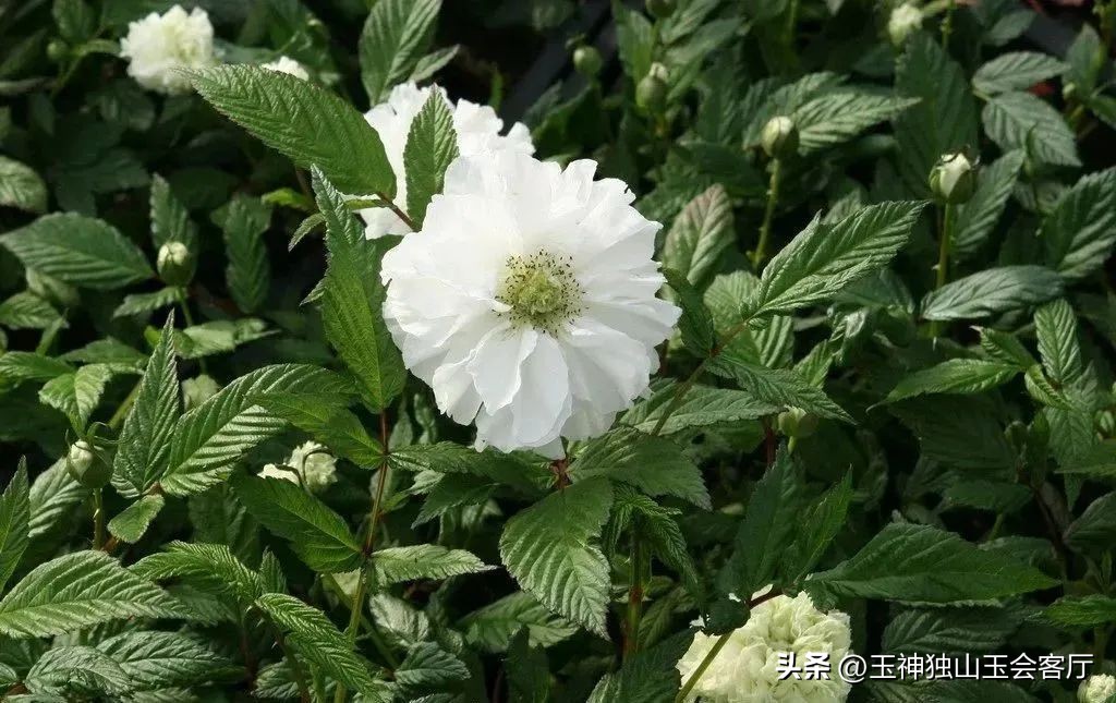 鏄ヨ壊鎾╀汉濡傝瘲濡傜敾,鏄ヨ壊杩蜂汉楦熻鑺遍