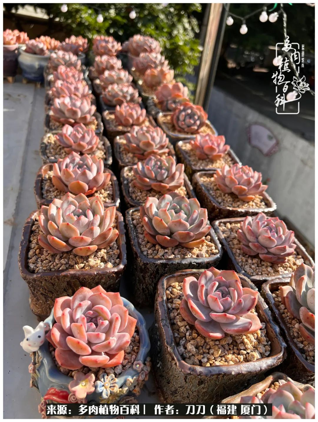 多肉夏季不好养品种有哪些,高花盆为什么养不好多肉