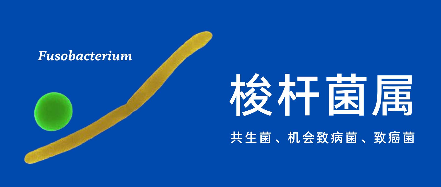 梭杆菌属有什么作用,梭杆菌是益生菌吗