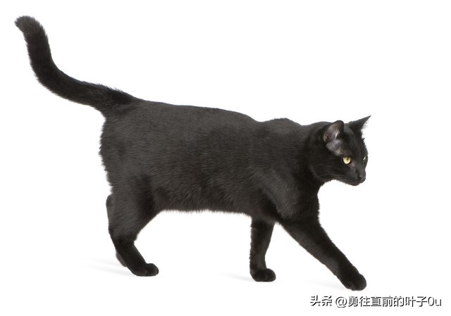 民间故事猪来穷狗来富,民间故事猪的传说