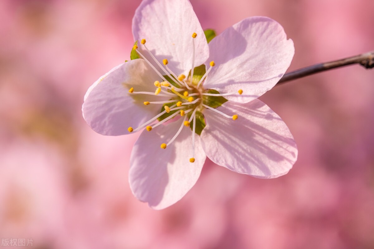 具有代表性的桃花古诗,古诗中描写桃花的诗句有哪些