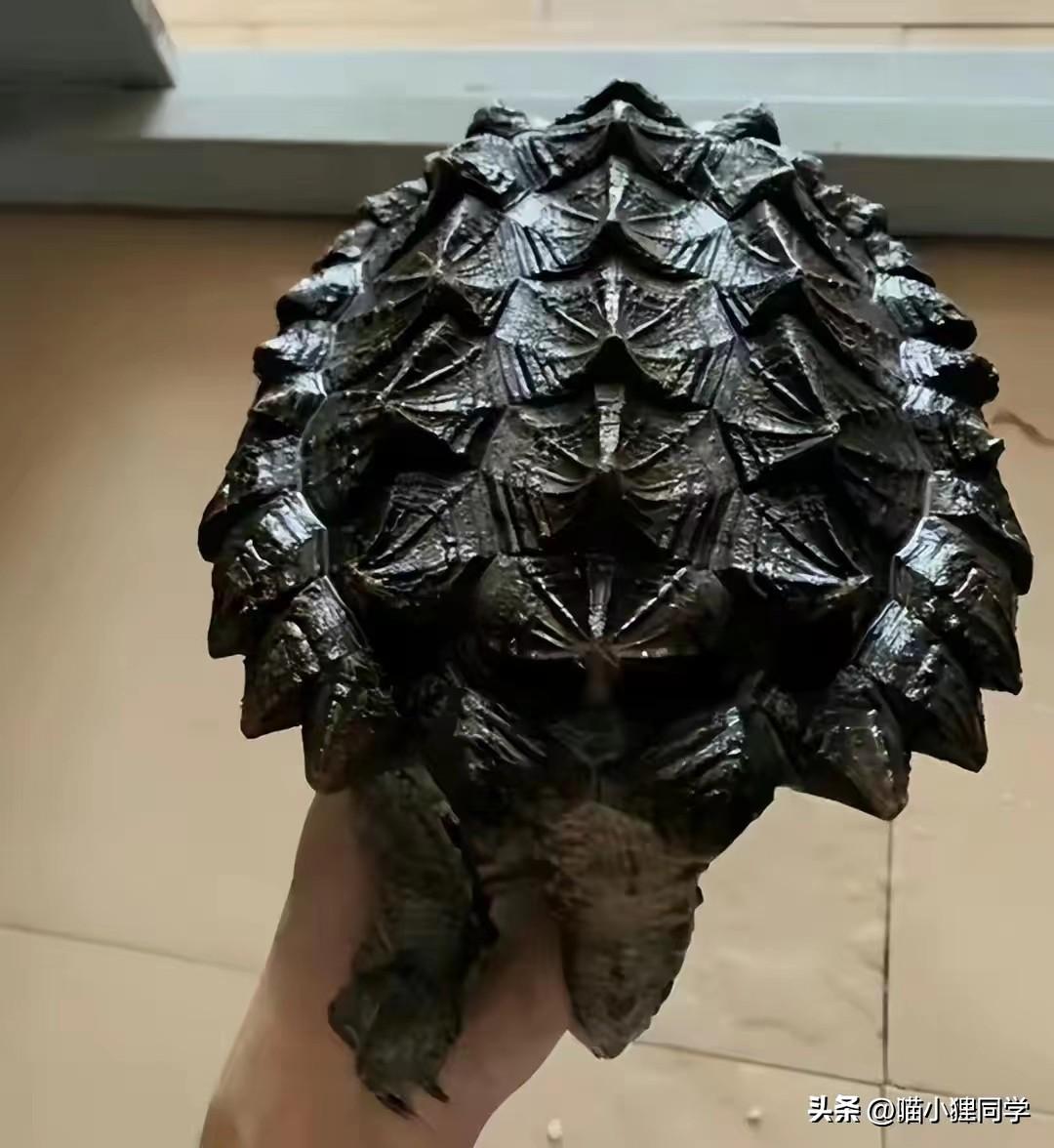 新手为什么不养鳄龟,养了一年的鳄龟怎么一点都不凶