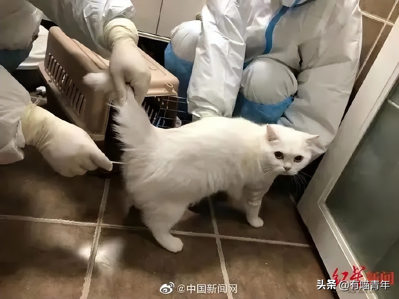 猫核酸检测有必要做吗,猫做核酸粤语视频
