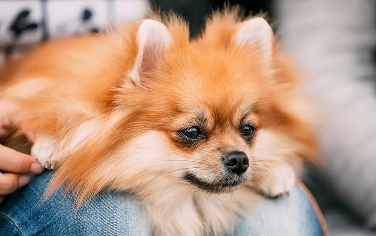 博美犬这些坏毛病竟是聪明的表现,博美犬的5大缺点你知道吗