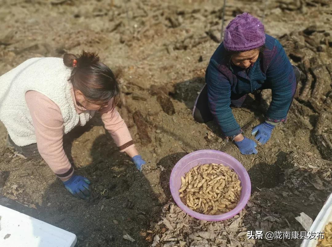 天麻种植产业园,发展天麻种植产业