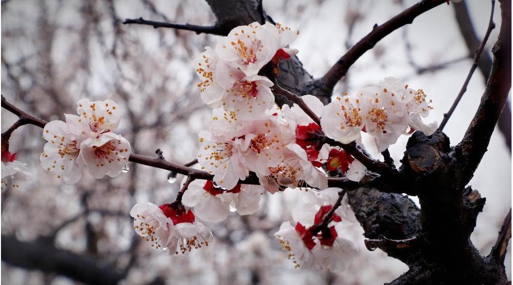 满园春雨杏花红原诗,一夜春雨杏花红