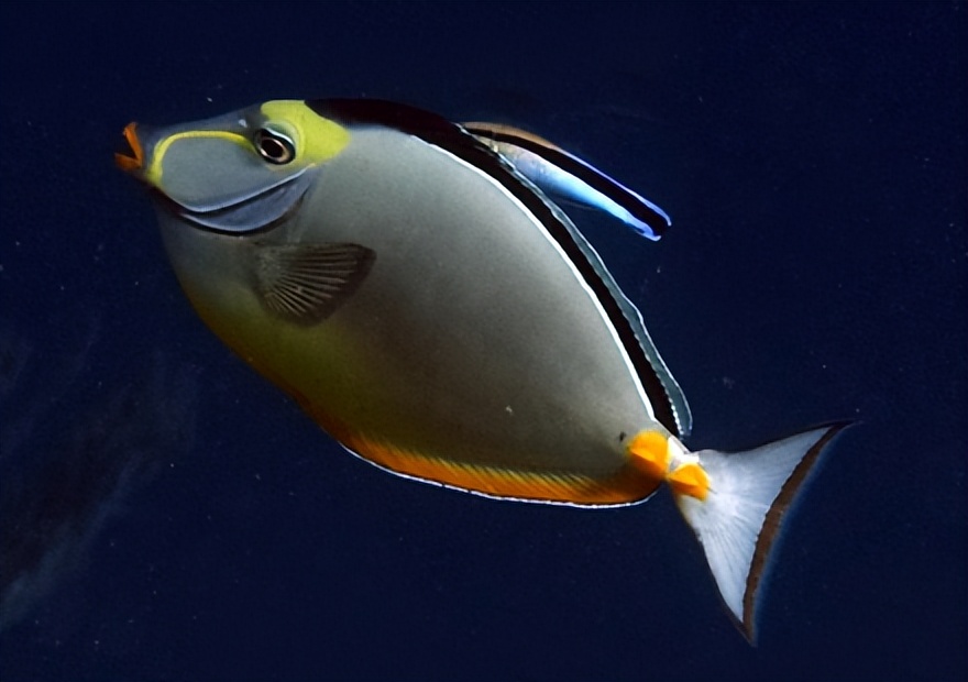 海缸入门花费多少,海缸入门推荐