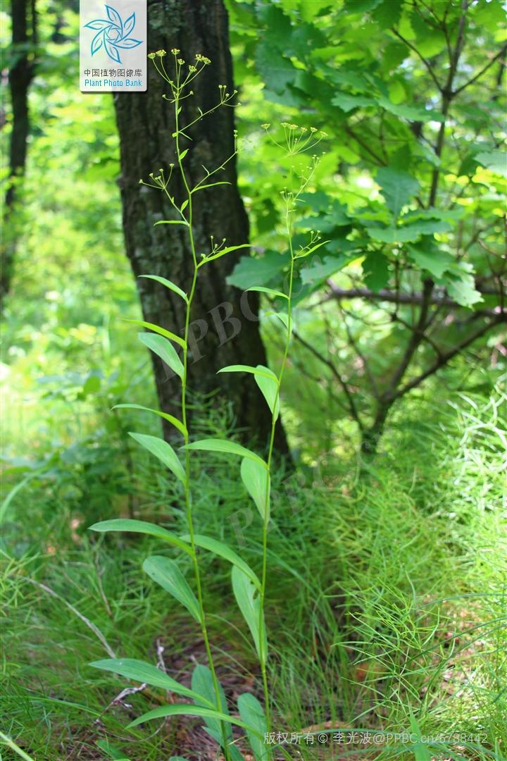 欣擎茹草踏春来·柴胡
