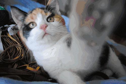 新手养猫好物避坑指南 (新手养猫必备清单超全)