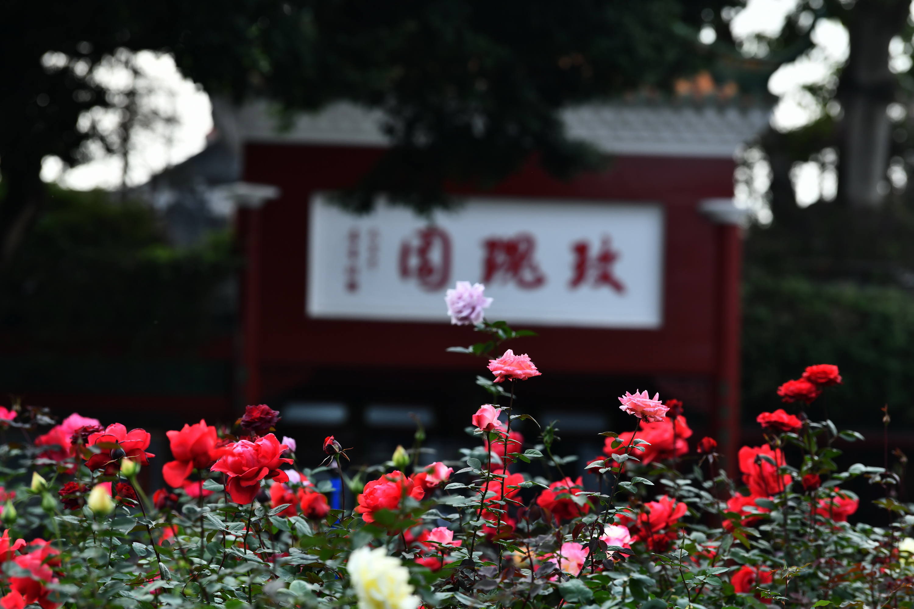 广州市番禺区宝墨园攻略,广州宝墨园景观