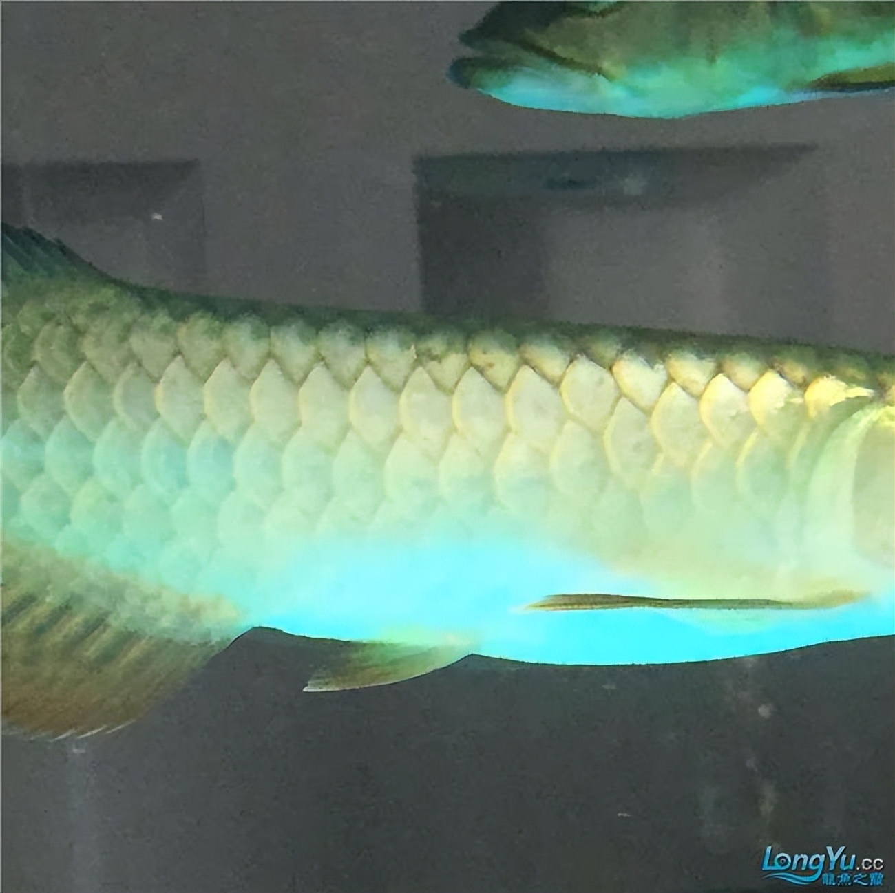 青龙鱼挑选方法,青龙鱼什么样的