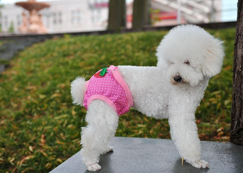 母狗做了绝育还会来大姨妈么,母狗做了绝育还会来大姨妈吗