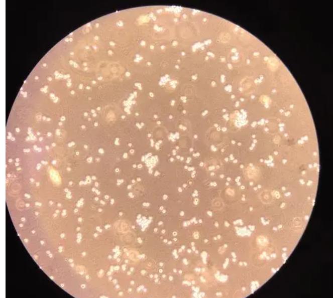 蓝藻球菌的完整细胞MALDI-TOF质谱分析，用于分类和鉴定标记蛋白