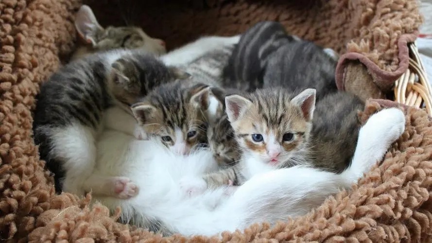 为何母猫在交配后，要转头攻击雄性？老虎舌头的倒刺又有什么用？