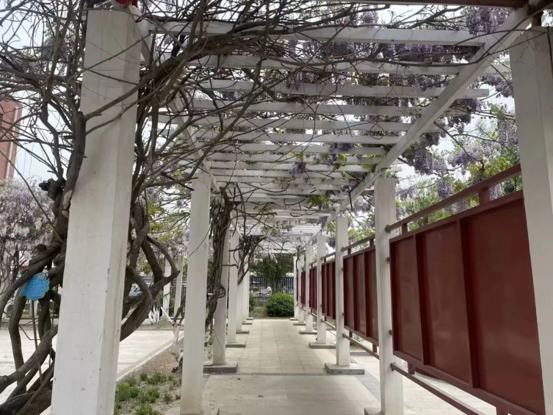 曹妃甸第三实验小学,曹妃甸第三实验小学怎么样