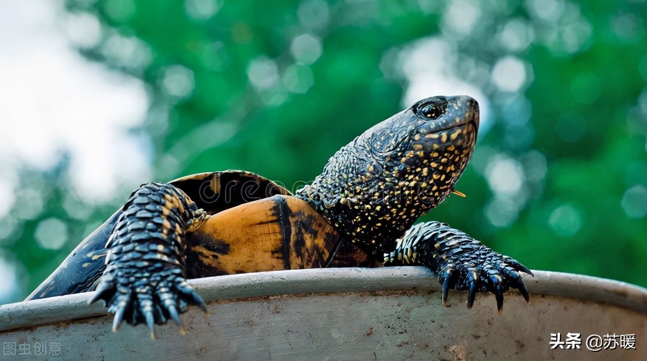 兰花冬季加温的最佳温度,加温养龟多少度合适