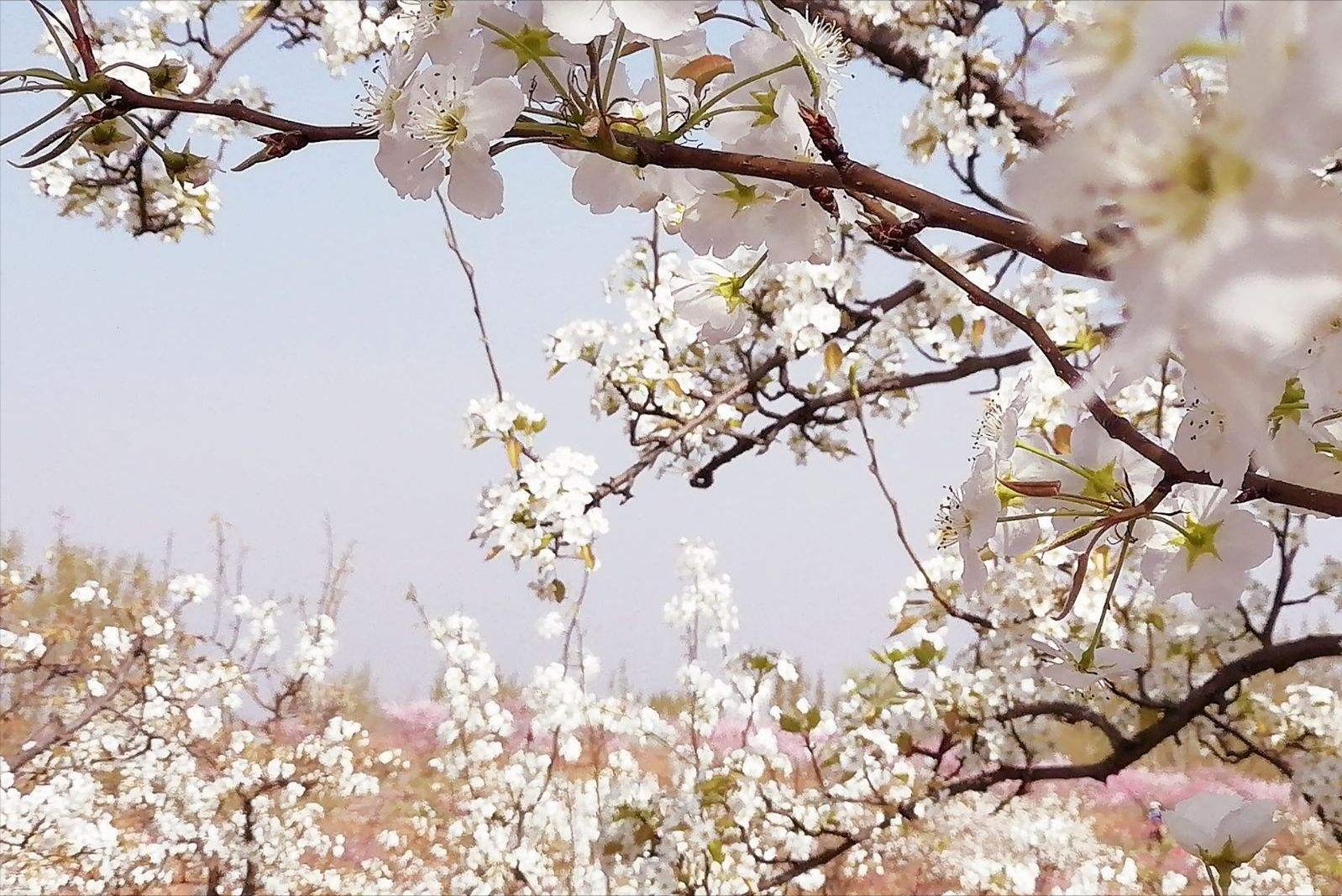 赞美春天和美人的古诗词名句,最美春天古诗句子摘抄