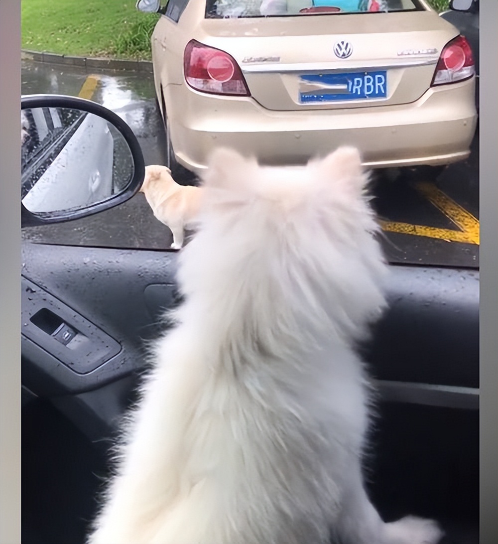 流浪狗狗淋雨走路视频,流浪狗雨中淋雨视频