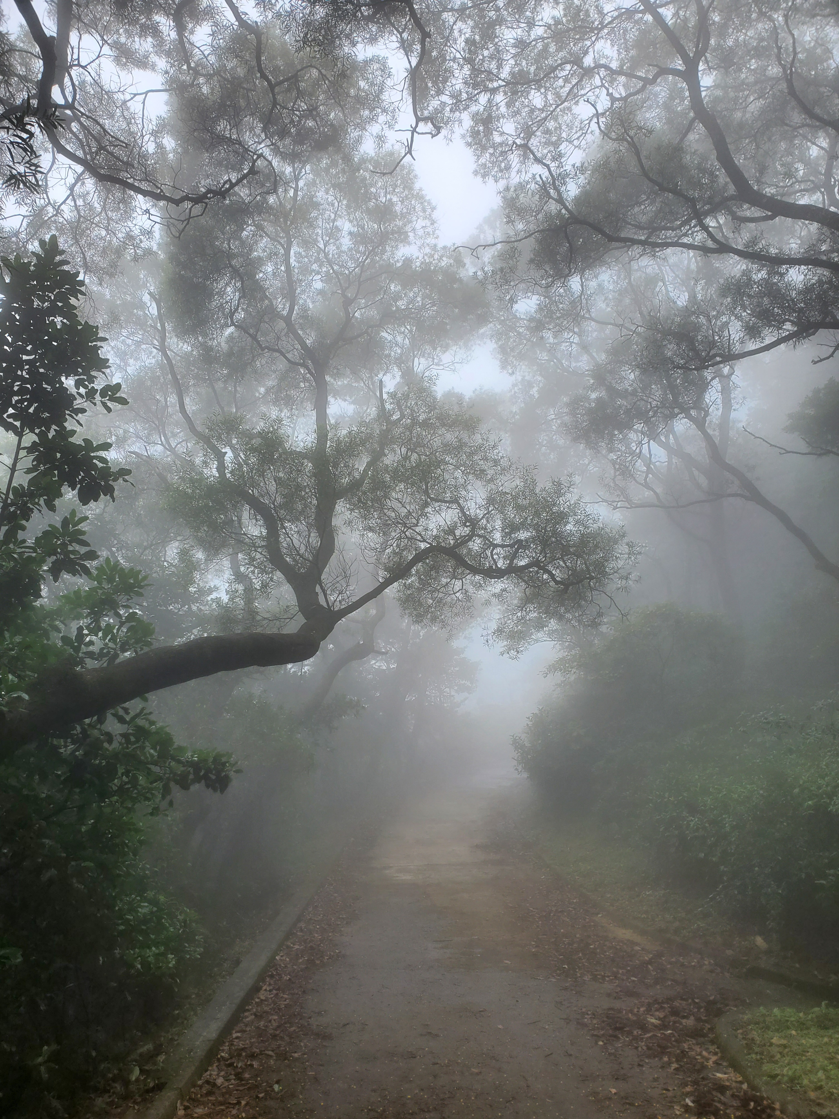 徒步香港大帽山,香港麦径徒步攻略