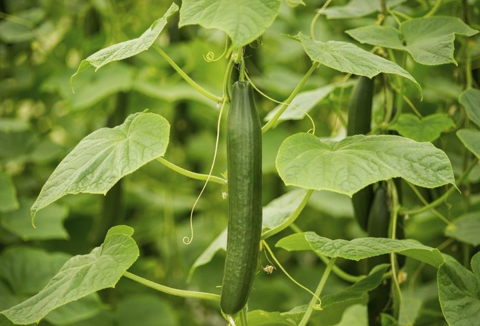 养肝护肝的药物和食物,养肝护肝的食物胡萝卜