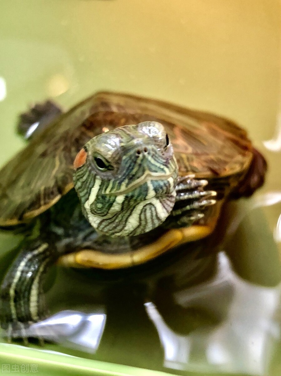 巴西龟晚上睡觉吗,巴西龟晚上不睡觉