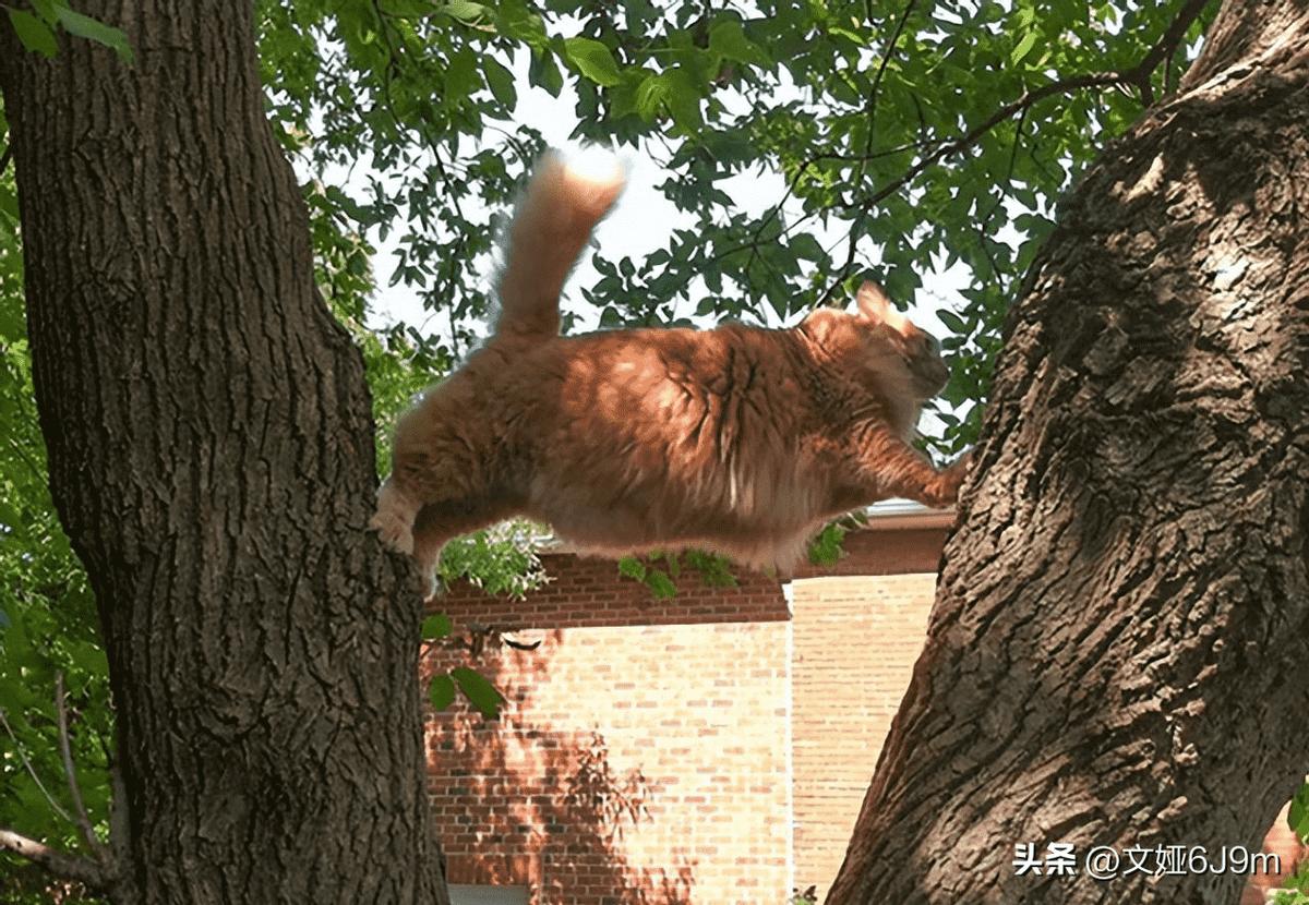 日军暴行老照片真实,日军的暴行真实老照片