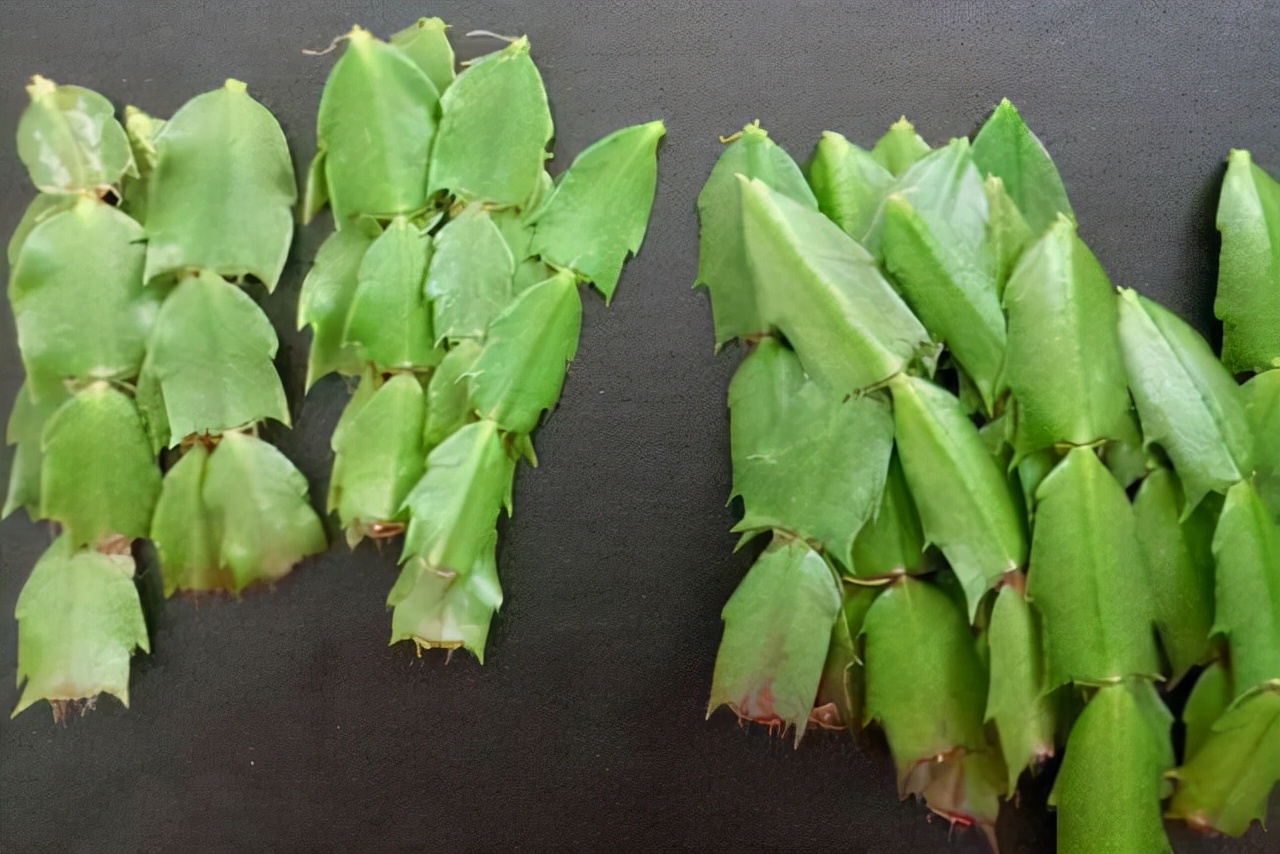 教你扦插大法扦插什么植物都能活,扦插小技巧栽培小妙招