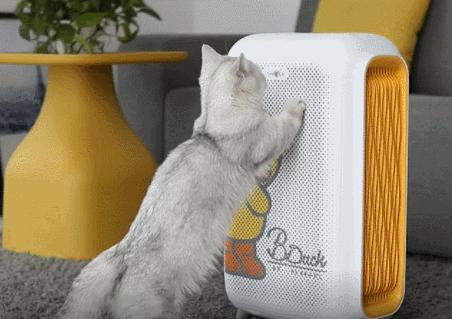 第一次养金毛不懂求赐教,新手养金渐层需要注意什么