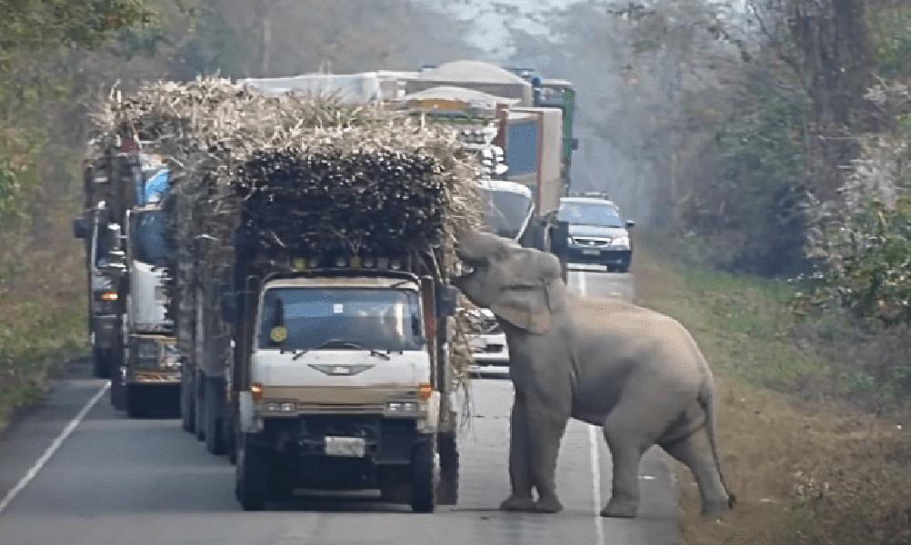 泰国大象发怒伤人视频,泰国大象杀死主人后逃走