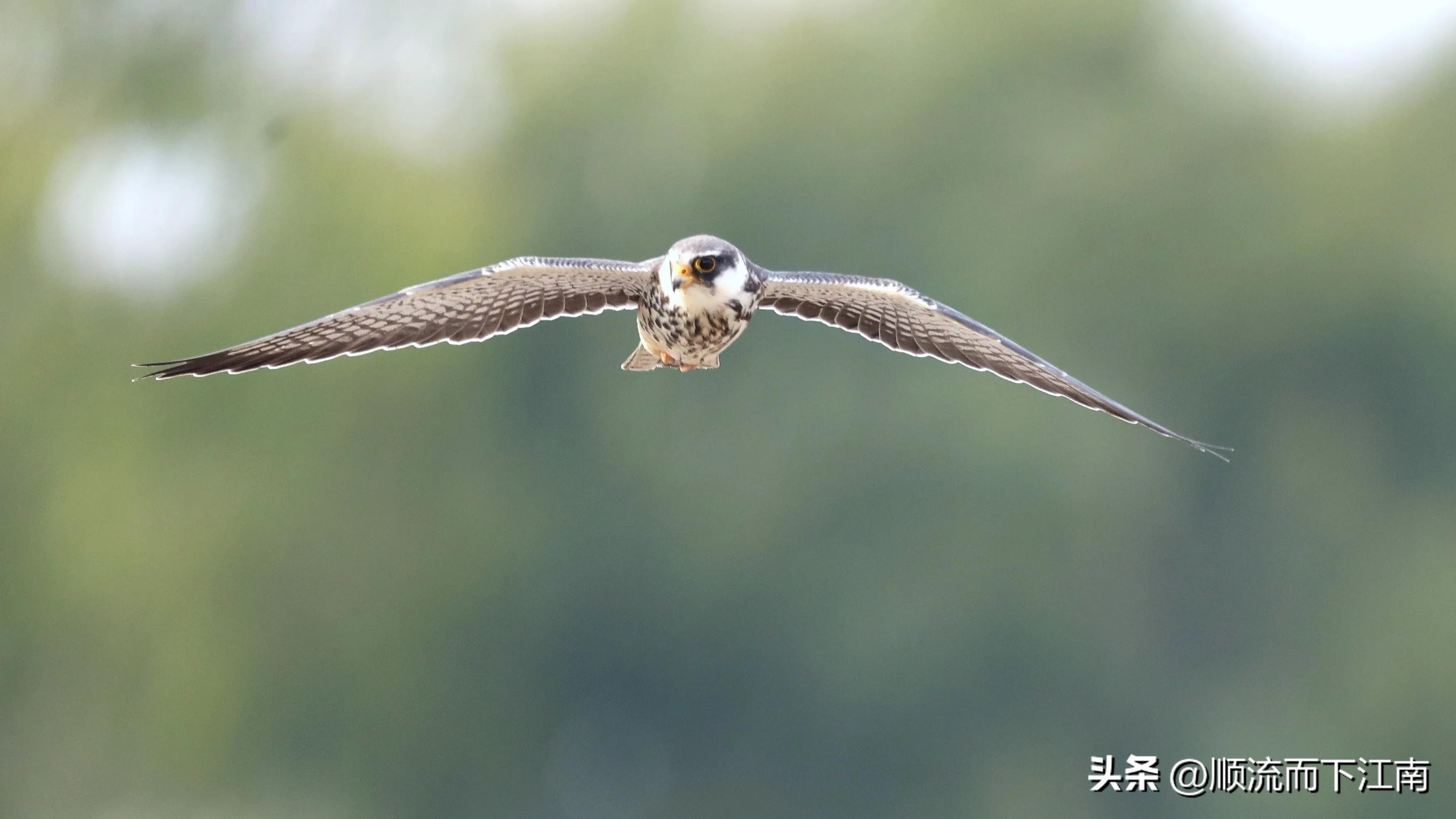 红脚隼叫声,红脚隼