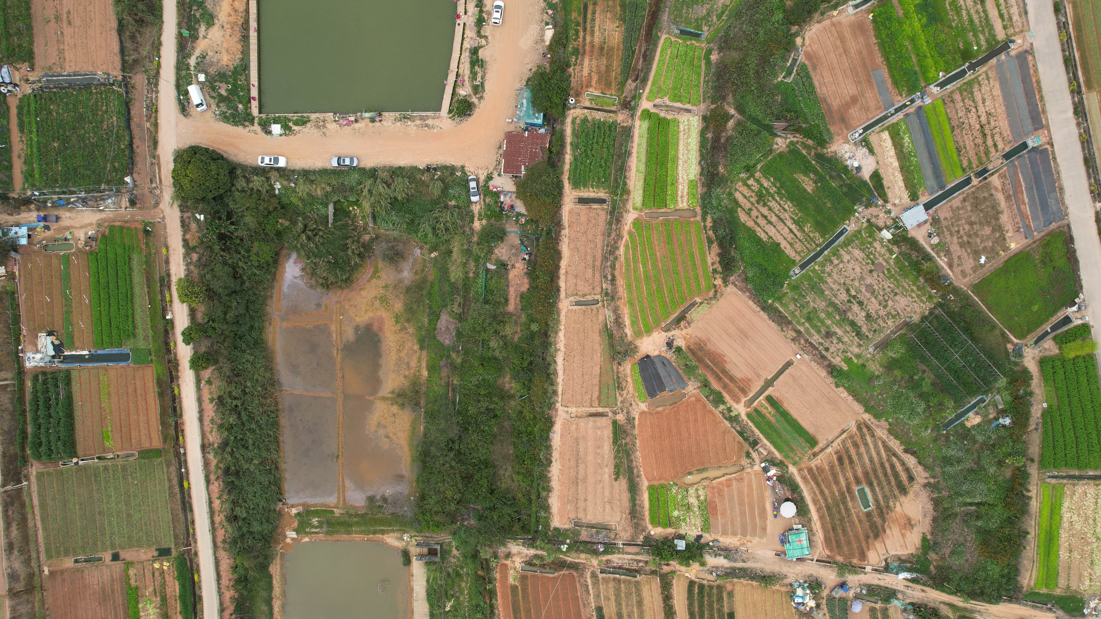 深圳宝安石岩镇料坑村田野农园，都市间一道亮丽的风景线