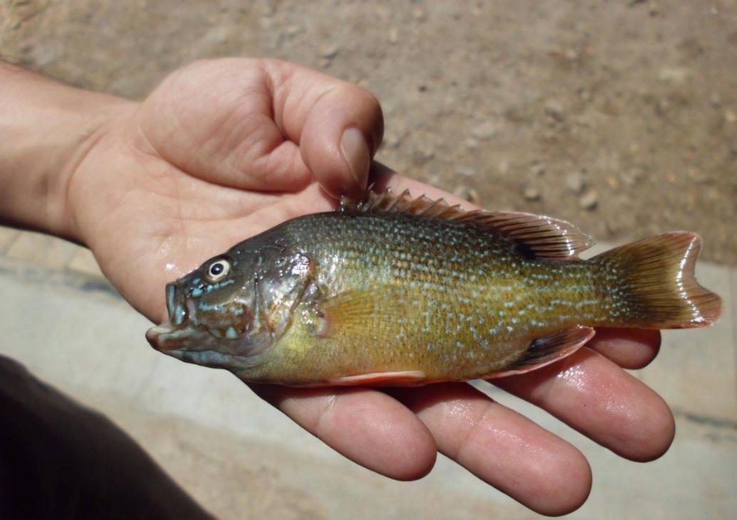 太阳鱼国内哪里入侵,太阳鱼泛滥成灾