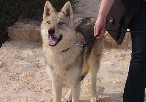 跟捷克狼犬一样霸气的狗,最像狼的国内犬