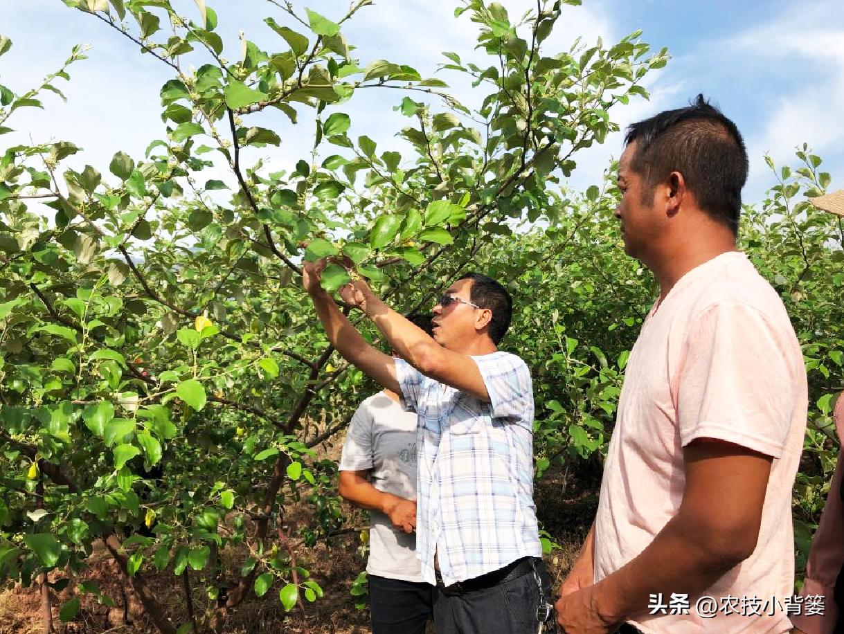 粉虱虫打什么农药,粉虱要用什么农药才能消灭