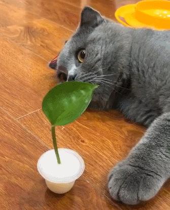 比较便宜好养的猫种,公认最好养的这几种猫值得入手