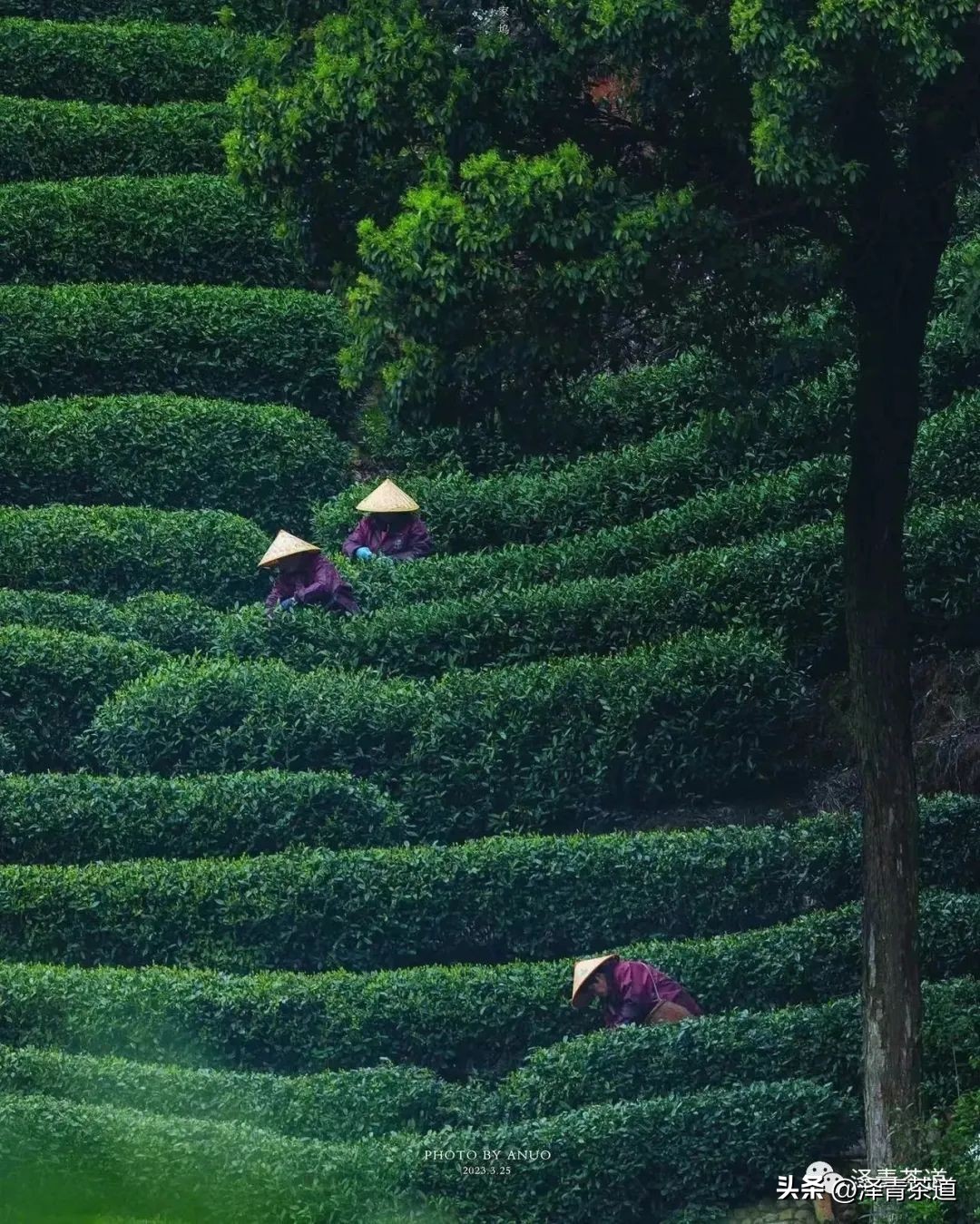 谷雨时节来杯谷雨茶,过了谷雨的茶有什么区别