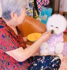 养狗首选的3种狗既便宜又好养,新手养狗什么狗比较便宜好养