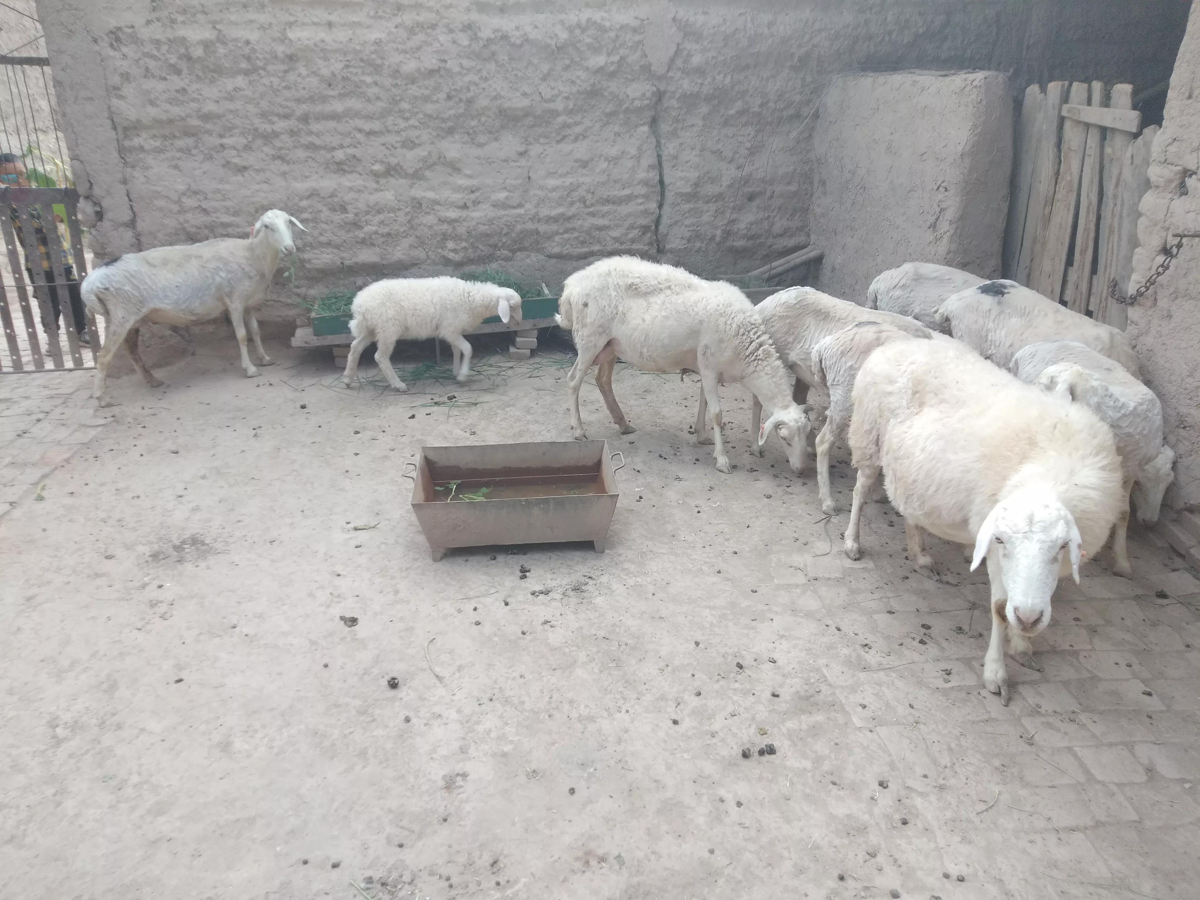 羊价依旧凄凉，“旺季不旺”的羊市，养羊人有苦难言