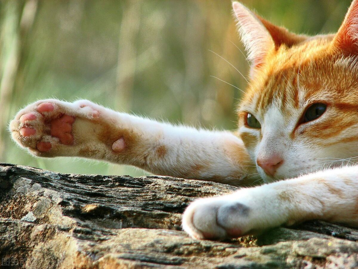 猫咪像喉咙卡住一样咔咔咔的,猫咪吃东西被卡在喉咙怎么处理