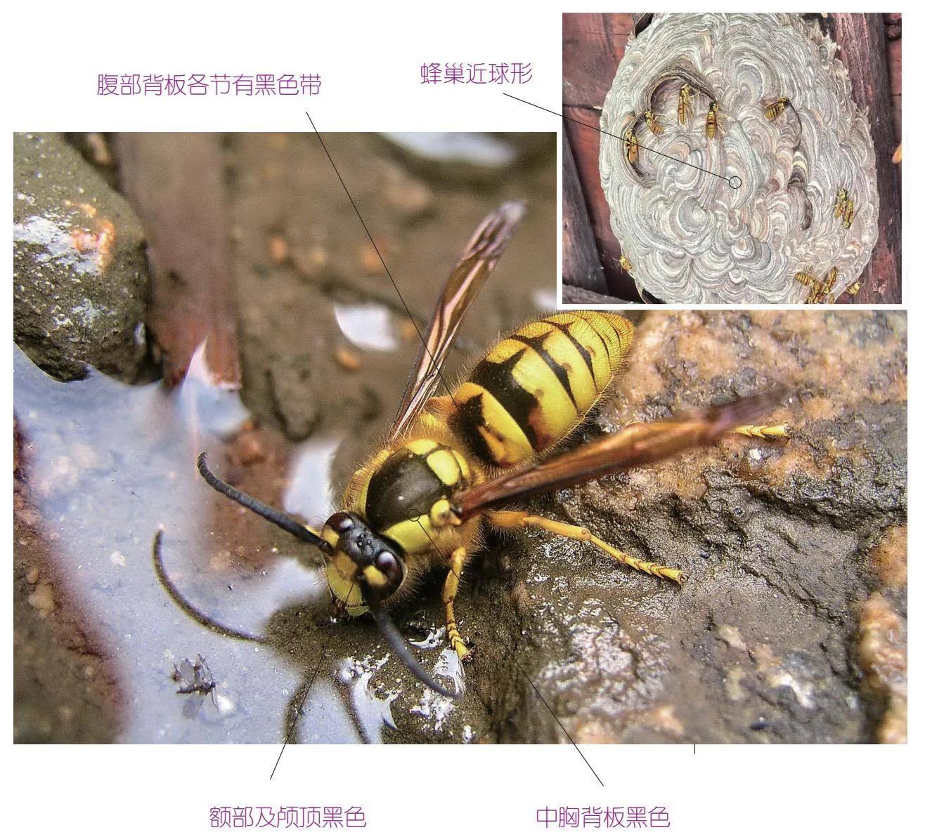 32种昆虫简介思维导图,32种食用植物