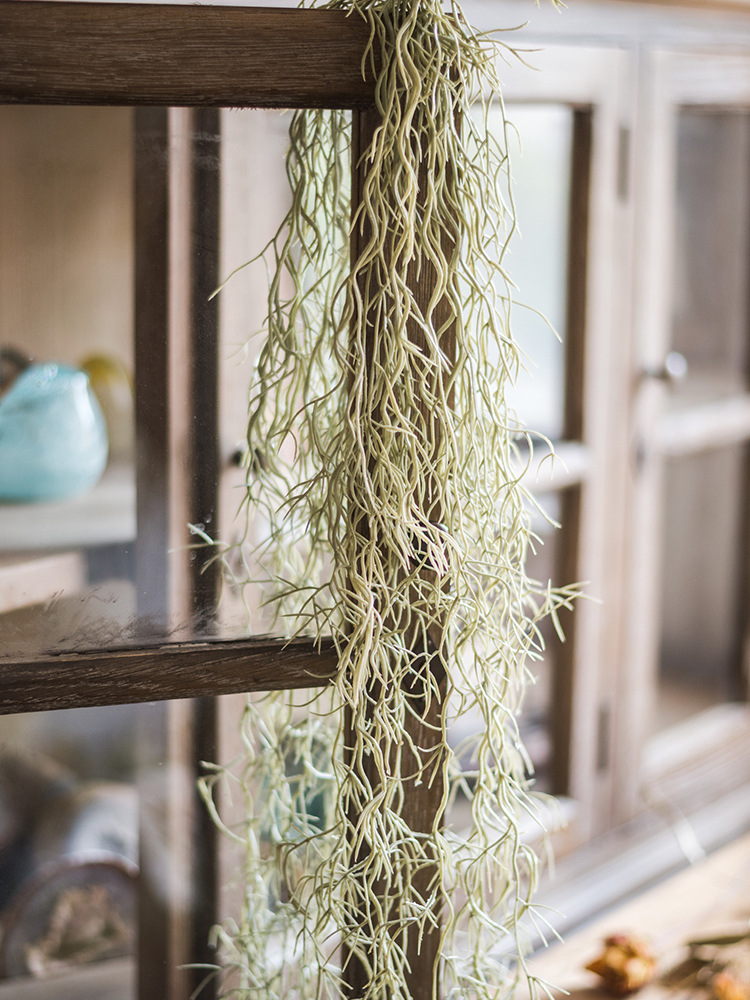 家庭客厅养什么花好看又旺财,客厅最吉祥的三种花