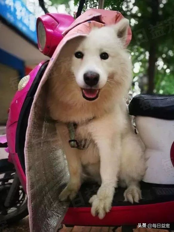 萨摩耶被当成肉狗卖掉，路人巧妙将它带走，回家一洗漂亮极了