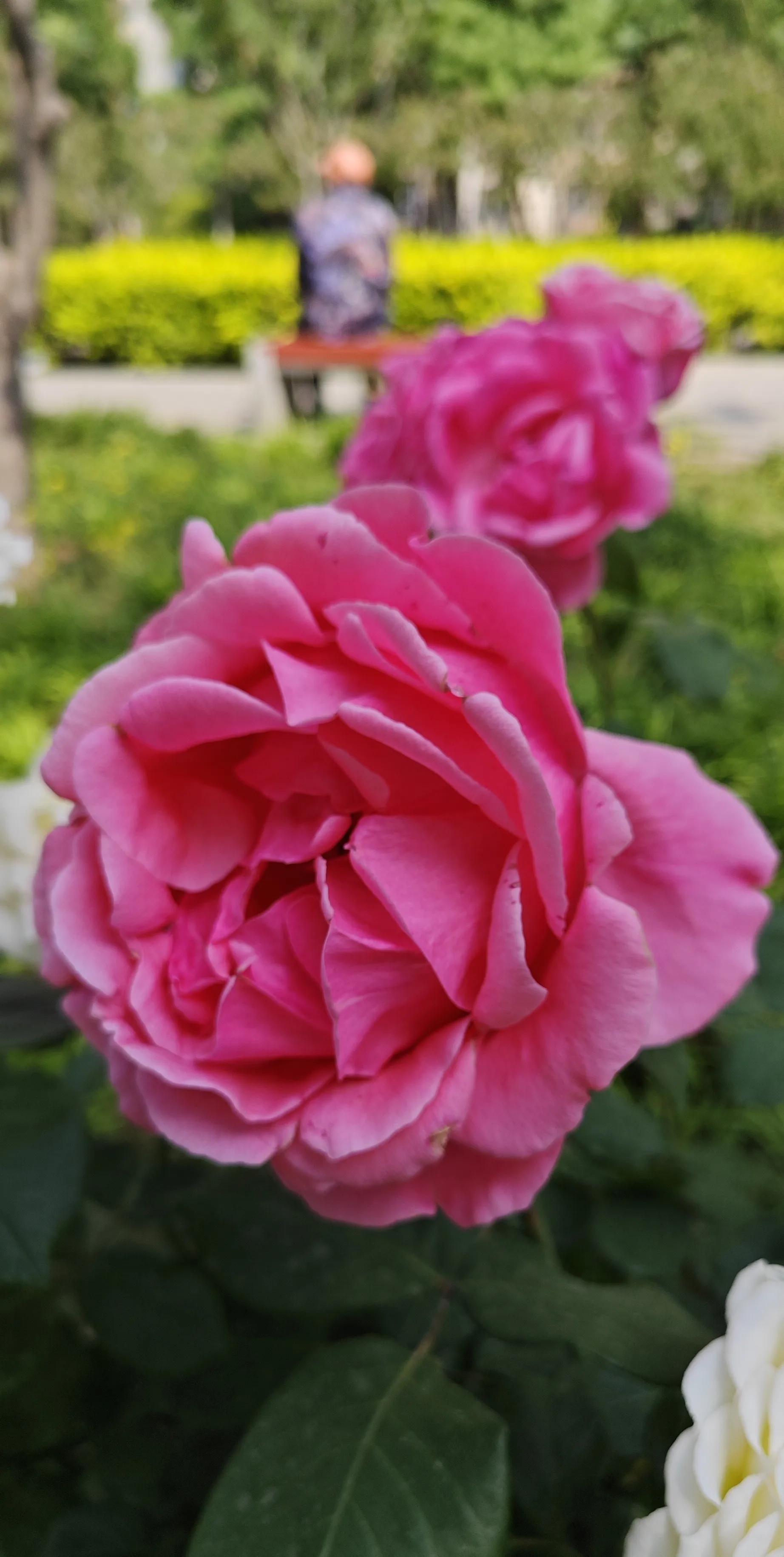 春天的月季花作文500字,春天的月季花是什么颜色