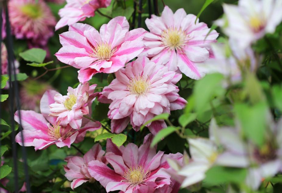 铁线莲春天从根部发芽,春天铁线莲管理方法