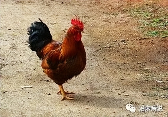 鸡肉有营养又好吃的炖法,鸡肉治什么病最好