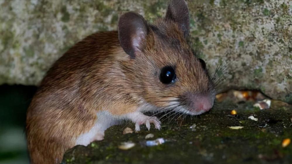 鼠王被抓叫来老鼠报复咬人,老鼠爬到床上为什么还会咬人