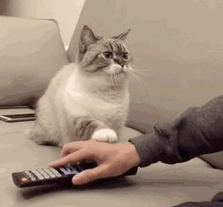 什么样的猫最好养又吉祥,什么猫好养比较聪明旺财