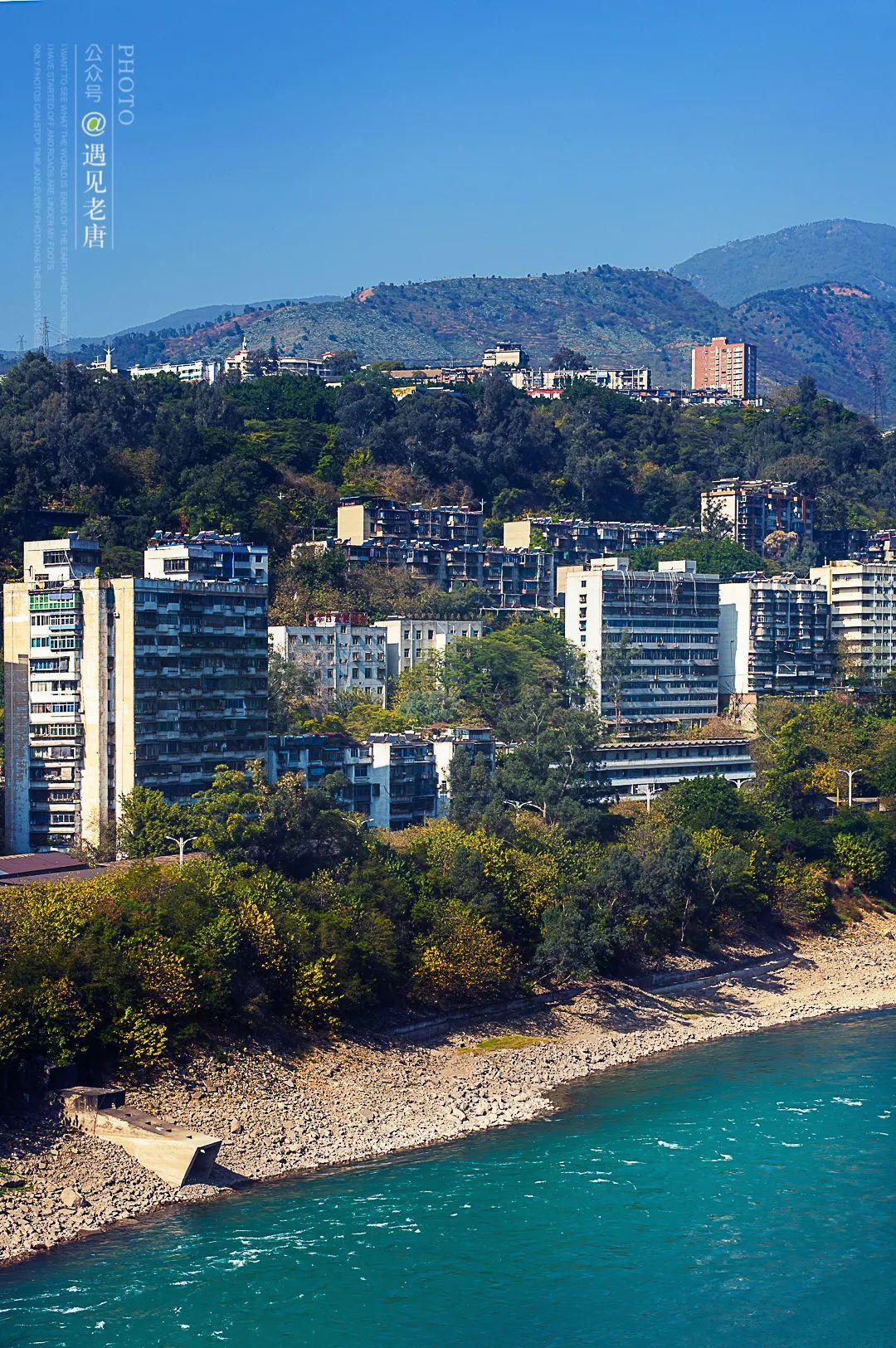 攀枝花是一种什么花,什么是攀枝花铁树